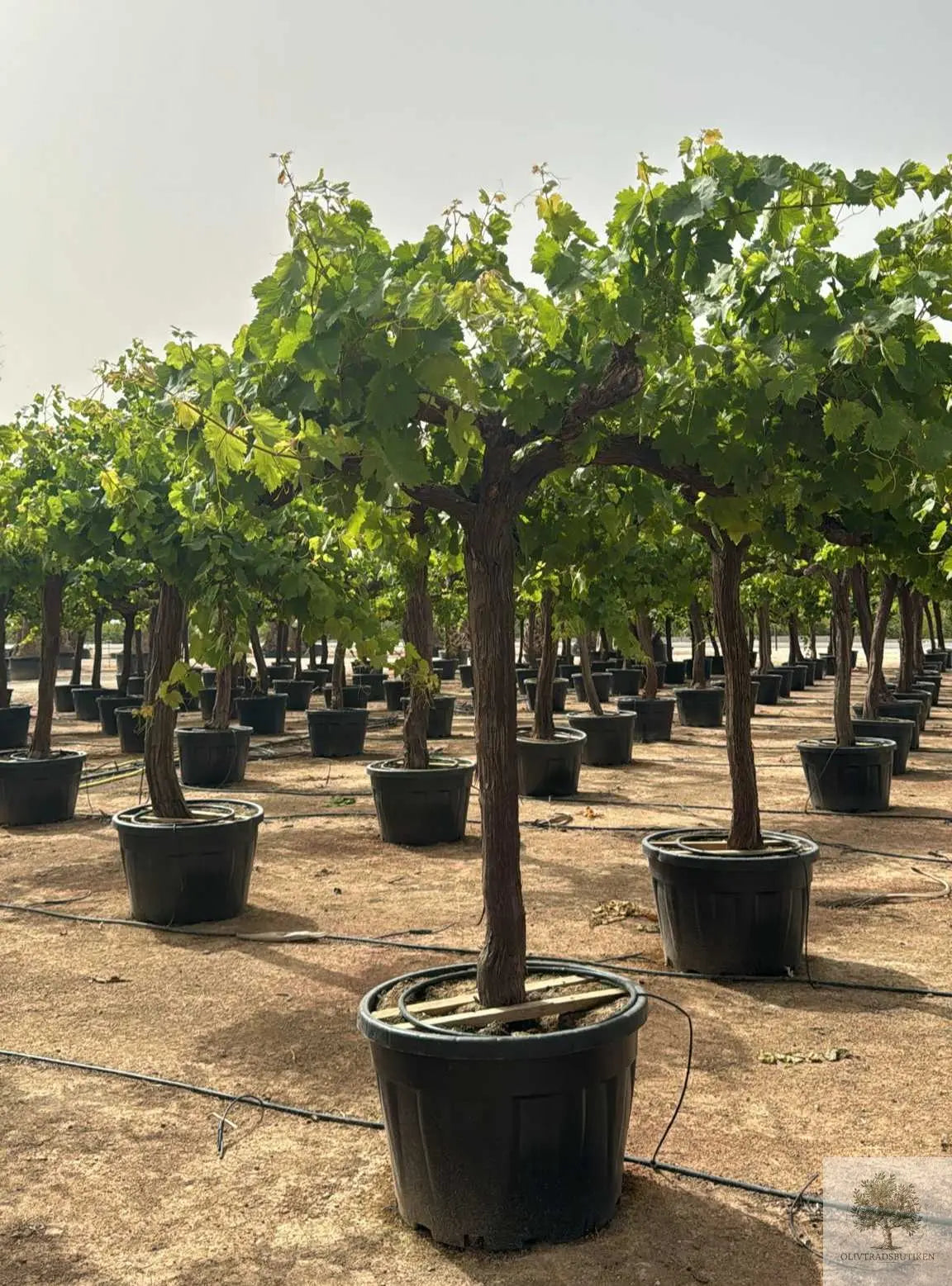 Vinranka - 30 år - 150 cm höjd - 30 cm stam - 100 cm krona Olivträdsbutiken