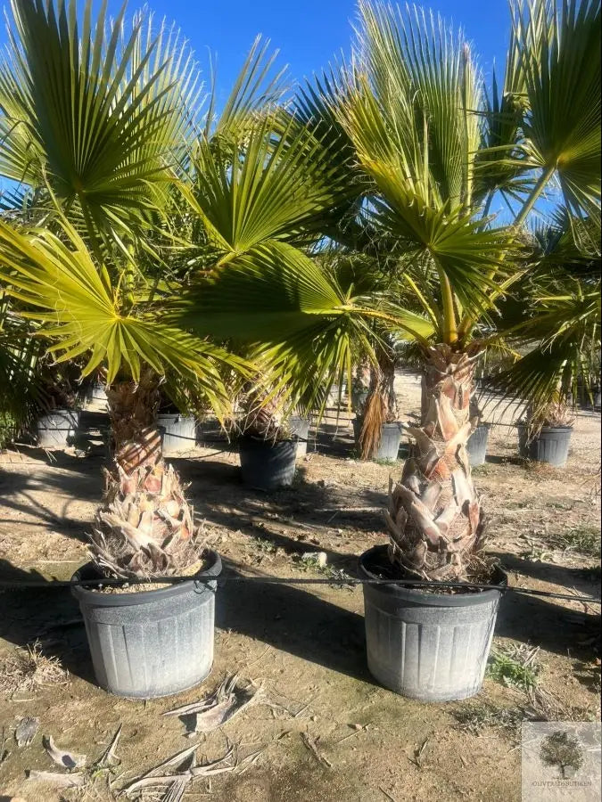 Washingtonpalm – Washingtonia robusta - 2,2 m hög