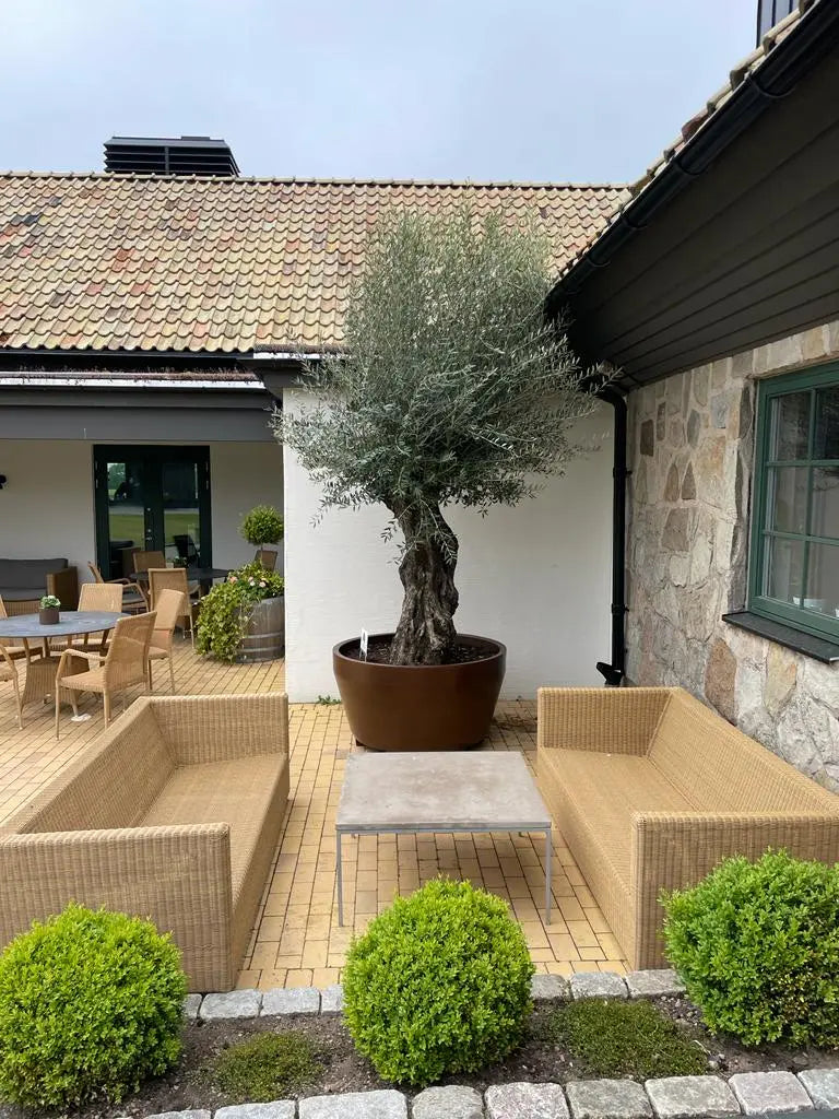 Olivträd Olea Europaea 150 år - Large Olivträdsbutiken