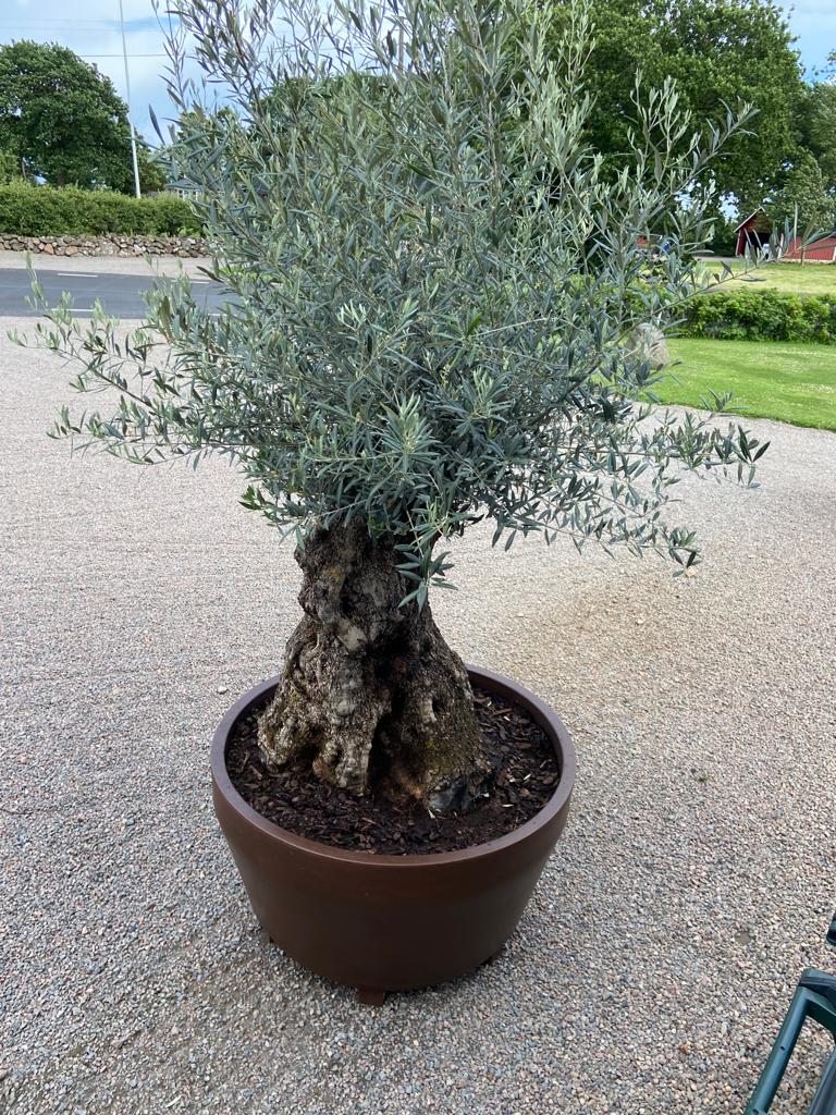 Stor Kruka Jumbo 145 - ⌀ 145 cm Olivträdsbutiken