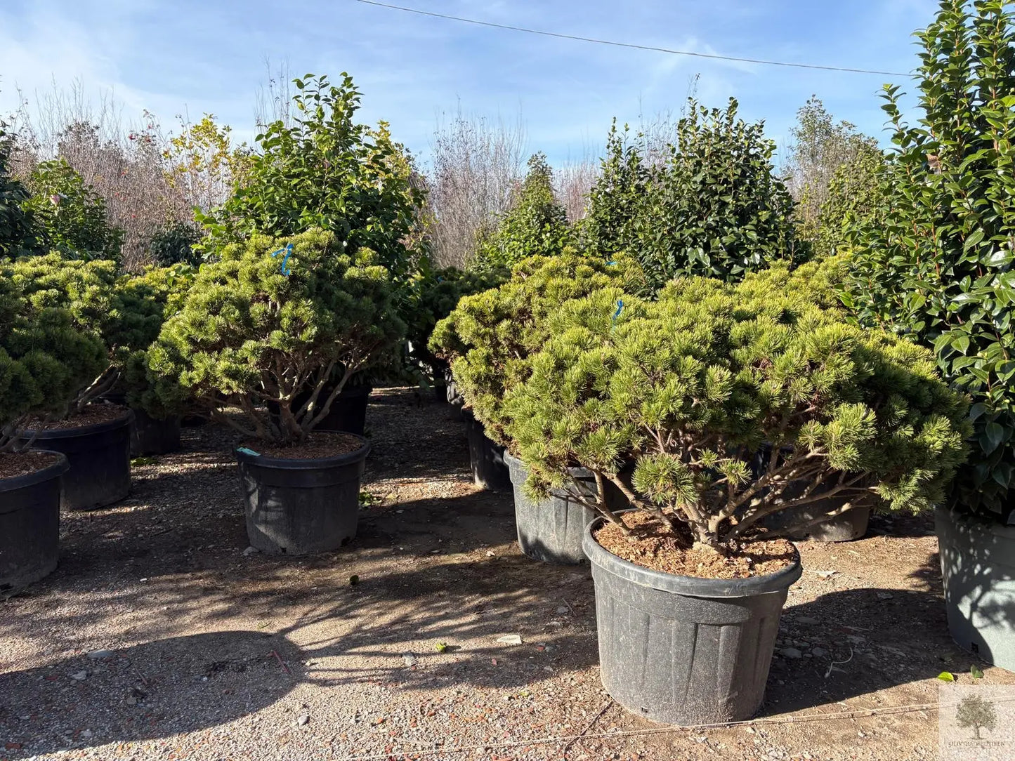 Barrträd - Pinus Mugo - 160 cm