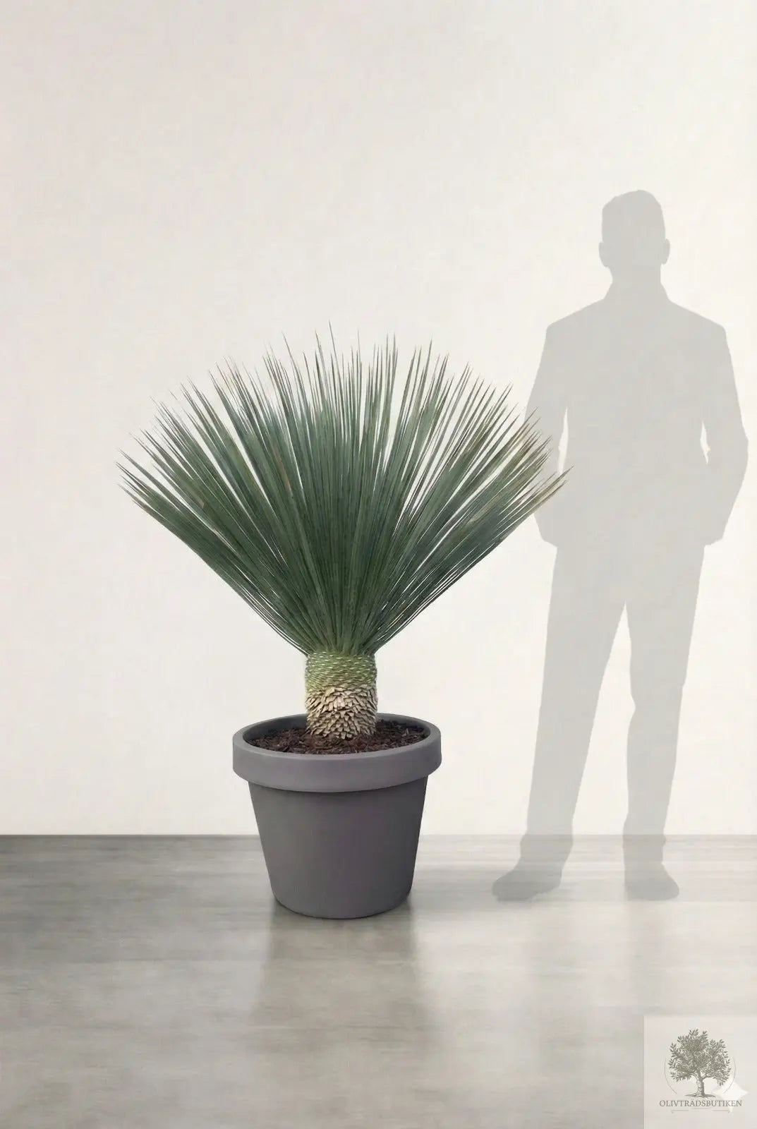 Yucca Rostrata - Palmlilja - 100-140 cm