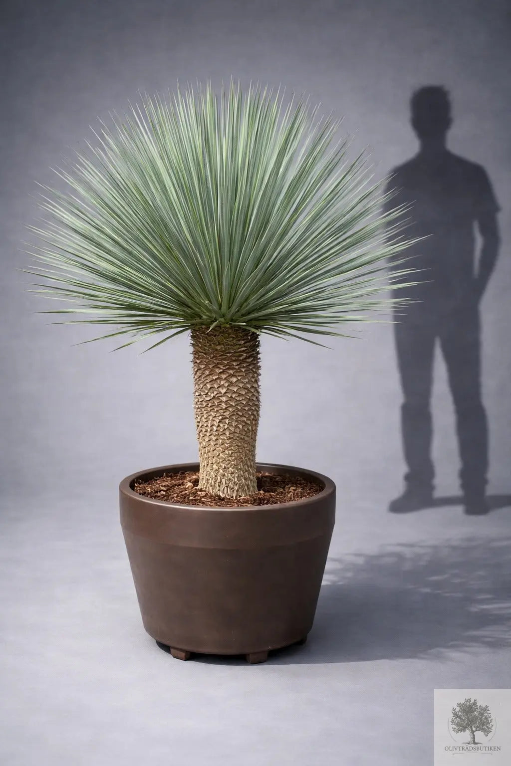 Yucca Rostrata - Palmlilja - praktexemplar - 170 cm hög