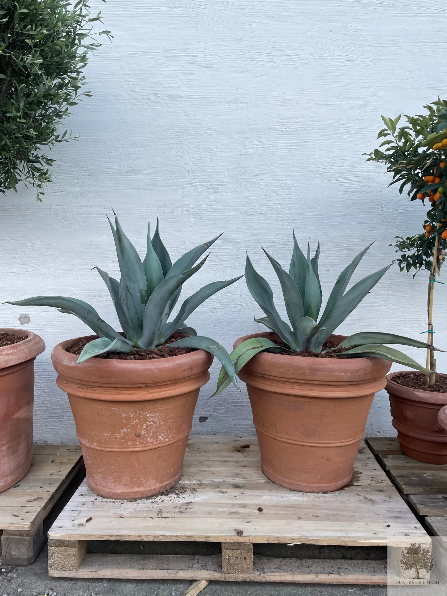Agave - Skulptural ökenväxt med arkitektonisk karaktär