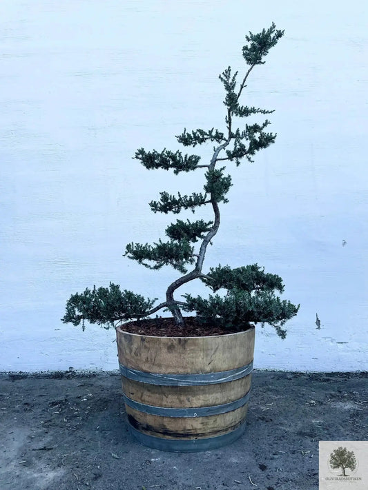 Dvärgtall tålig barrväxt - Pinus Silvestris Watereri - Bonsai 180 cm (Kopia) Olivträdsbutiken