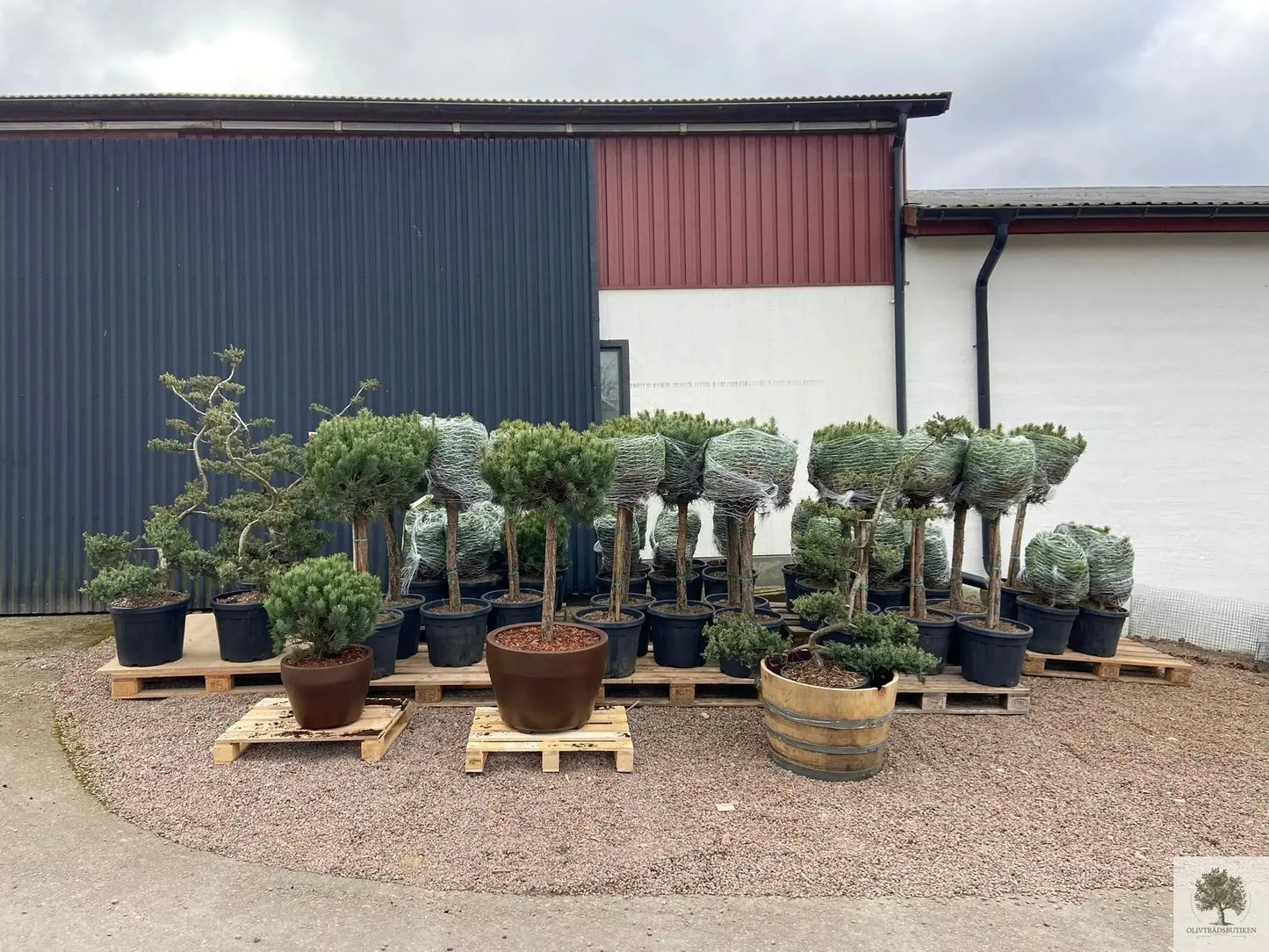 Dvergfuruhardfør bartrær - Pinus Silvestris Watereri - Bonsai 180 cm (Kopi) Olivträdsbutiken