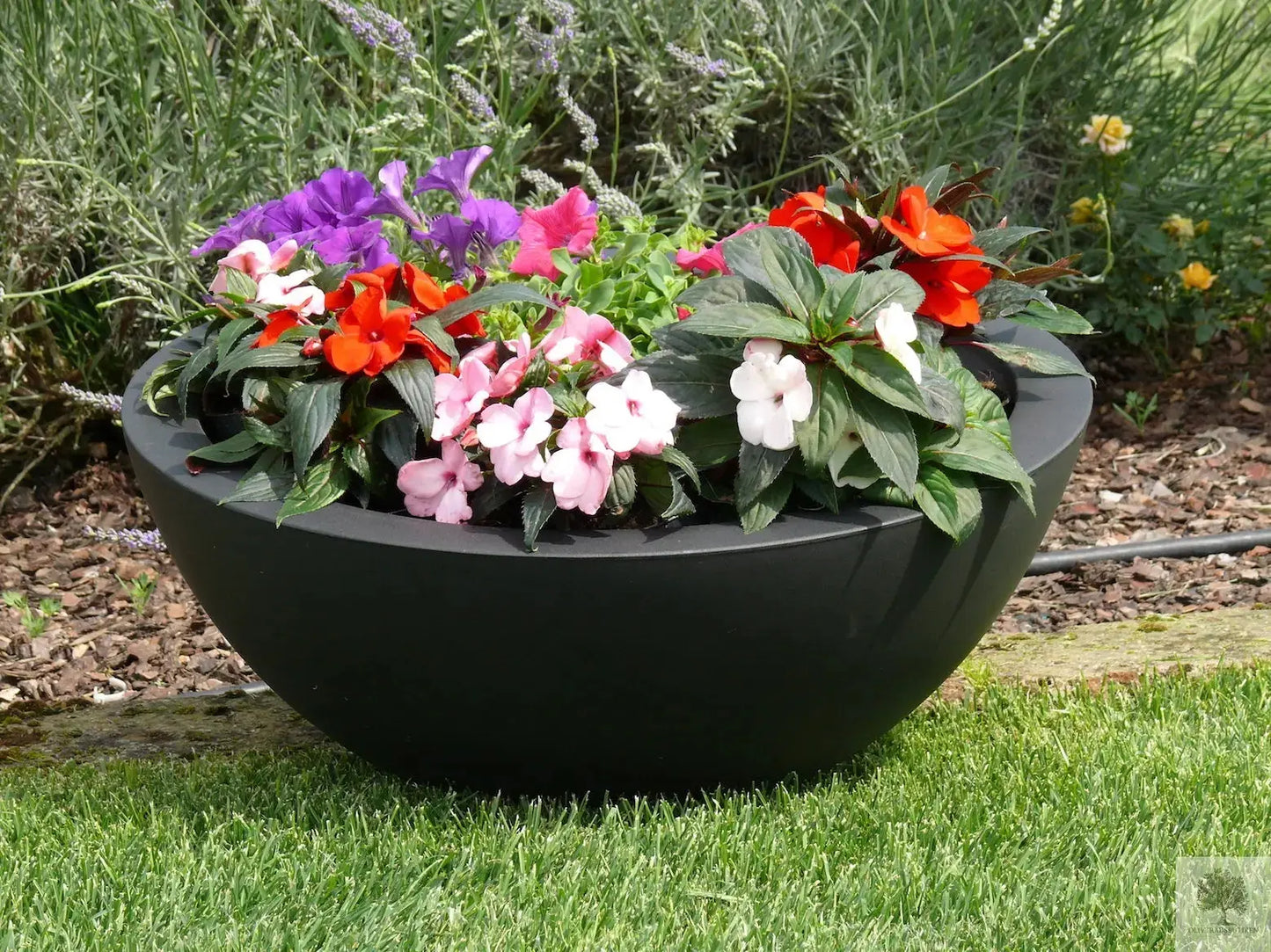 Kruka låg - Cefeo - diameter 40 cm Olivträdsbutiken