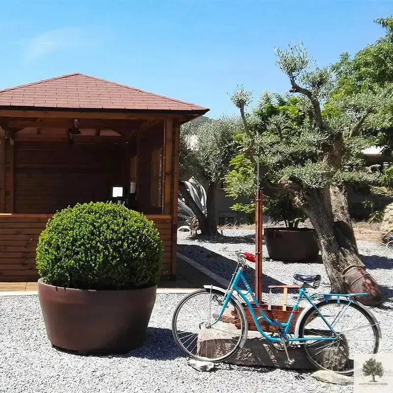 Stor Kruka Jumbo - diameter 70 cm Olivträdsbutiken