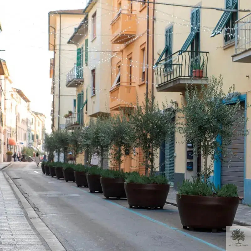 Stor Kruka Jumbo 160 - diameter 160 cm Olivträdsbutiken