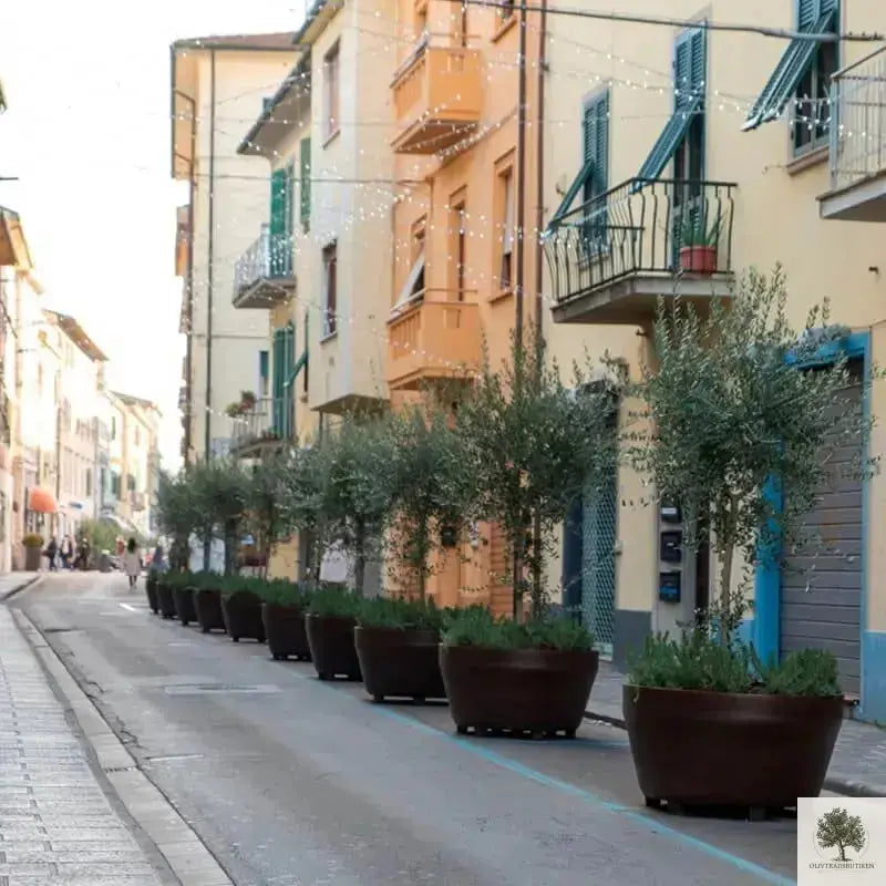 Stor Kruka Jumbo - diameter 70 cm Olivträdsbutiken