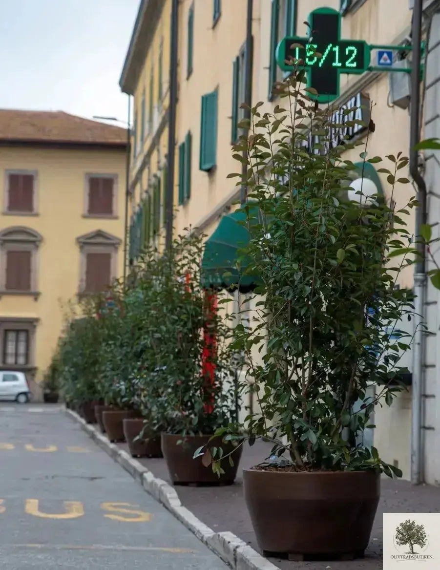 Stor Kruka Jumbo - diameter 70 cm Olivträdsbutiken