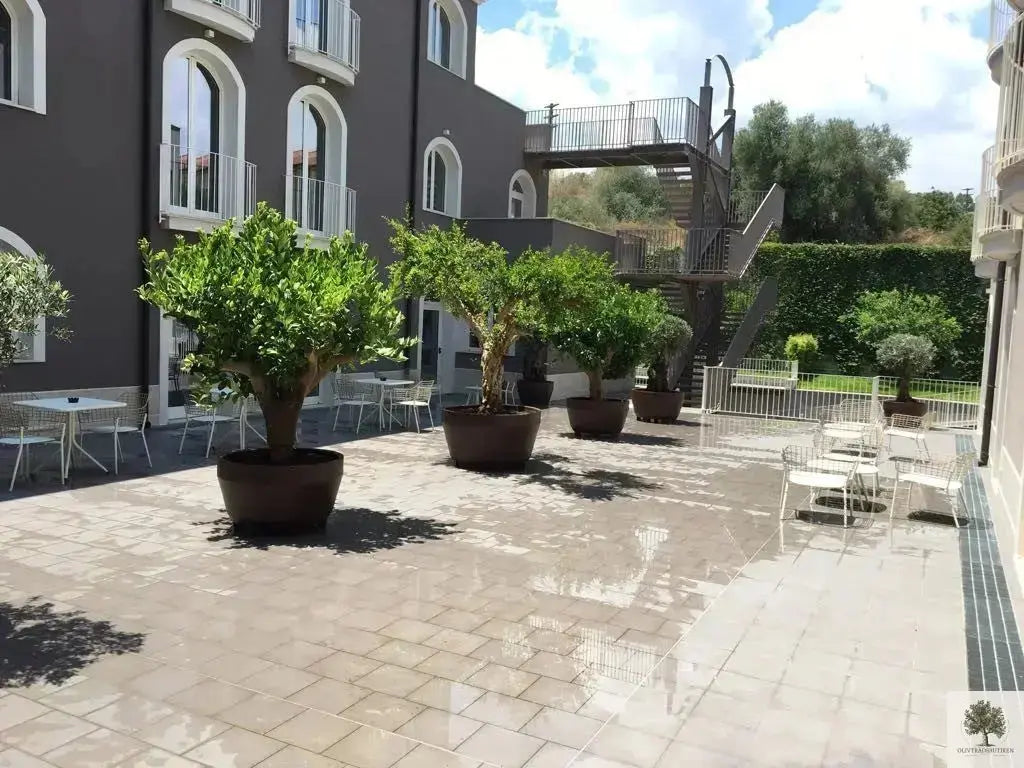 Stor Kruka Jumbo - diameter 70 cm Olivträdsbutiken