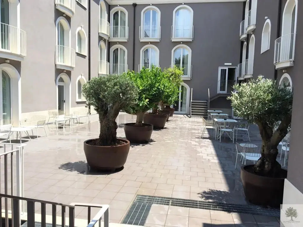 Stor Kruka Jumbo 160 - diameter 160 cm Olivträdsbutiken