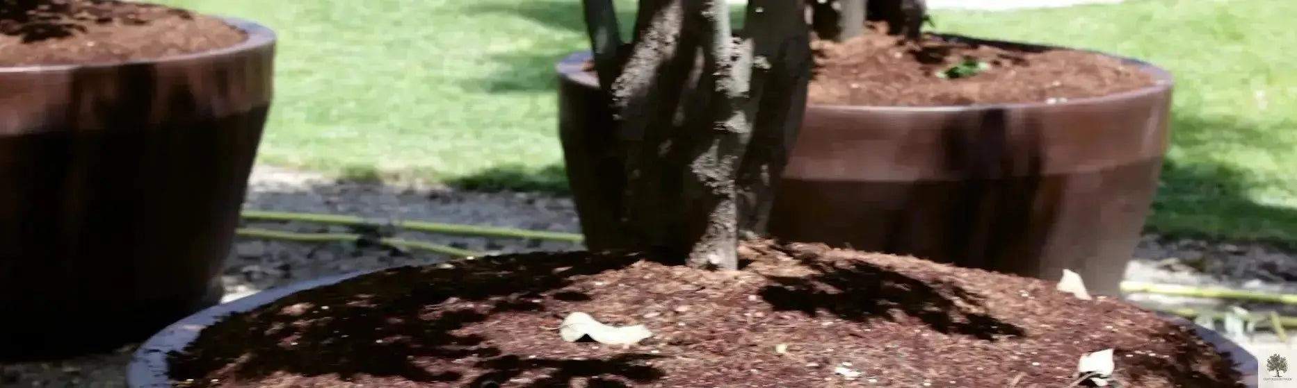 Stor Kruka Jumbo - diameter 70 cm Olivträdsbutiken