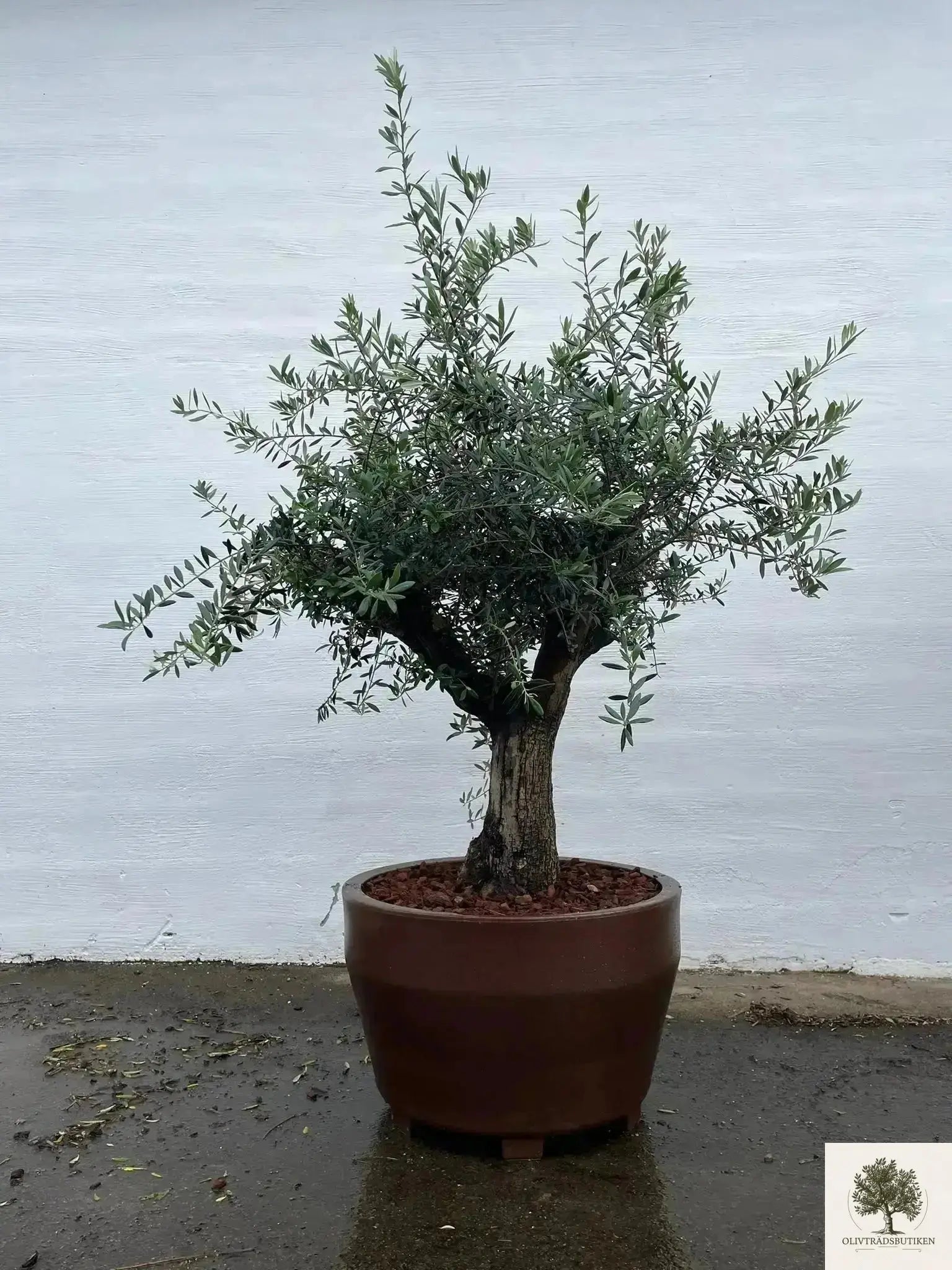 Kruka Jumbo diameter 55 cm Olivträdsbutiken