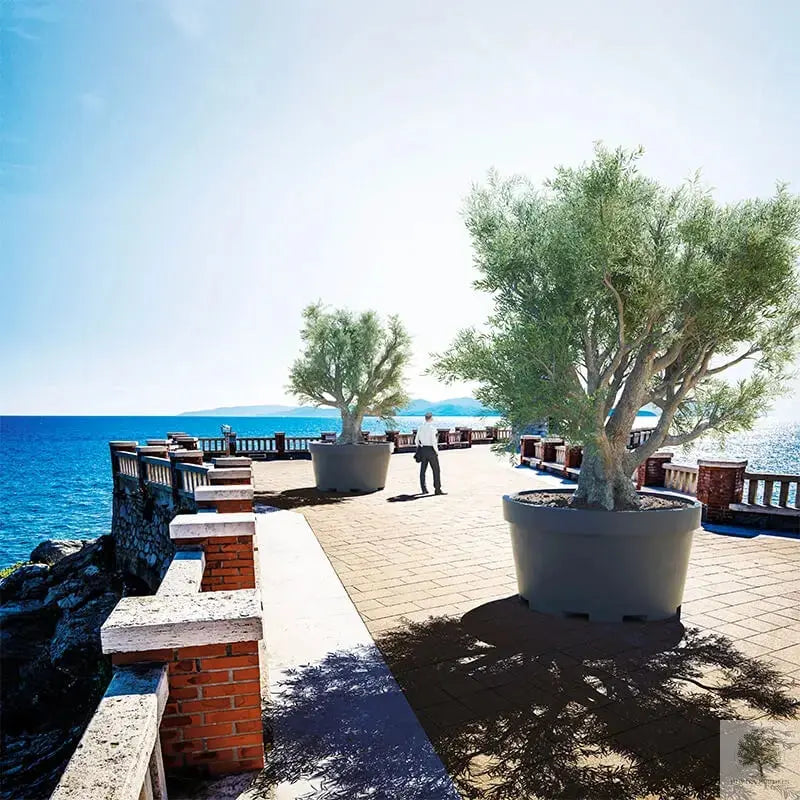 Large Pot Lira - diameter 95 cm Olive Tree Shop