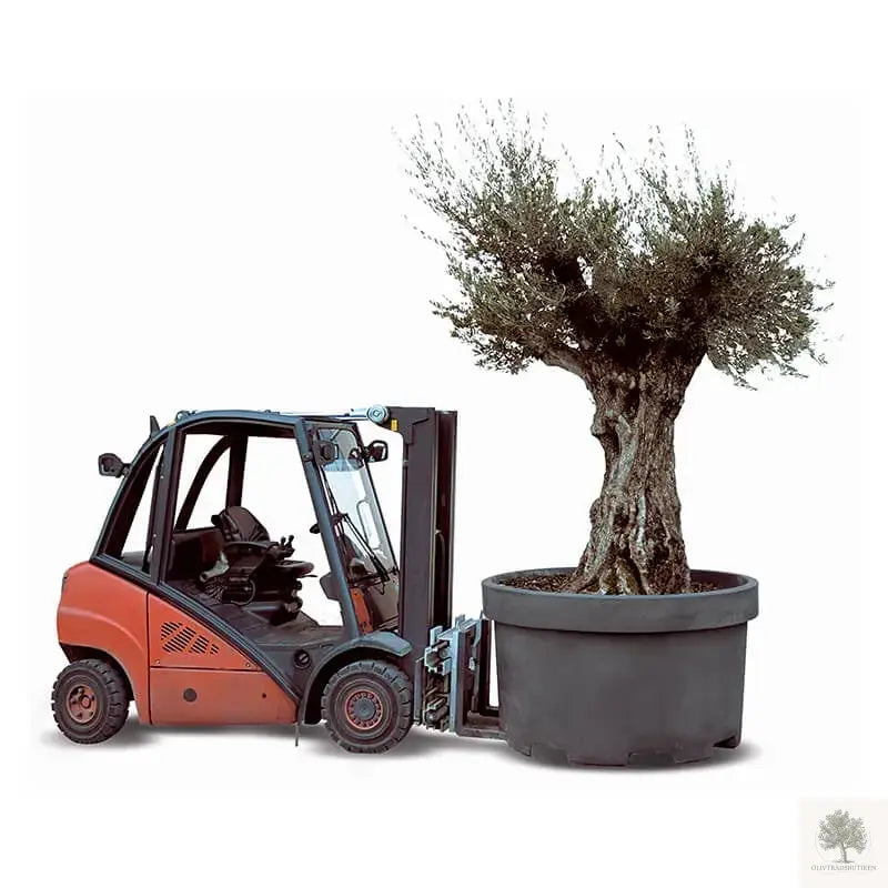 Large Pot Lira - diameter 95 cm Olive Tree Shop