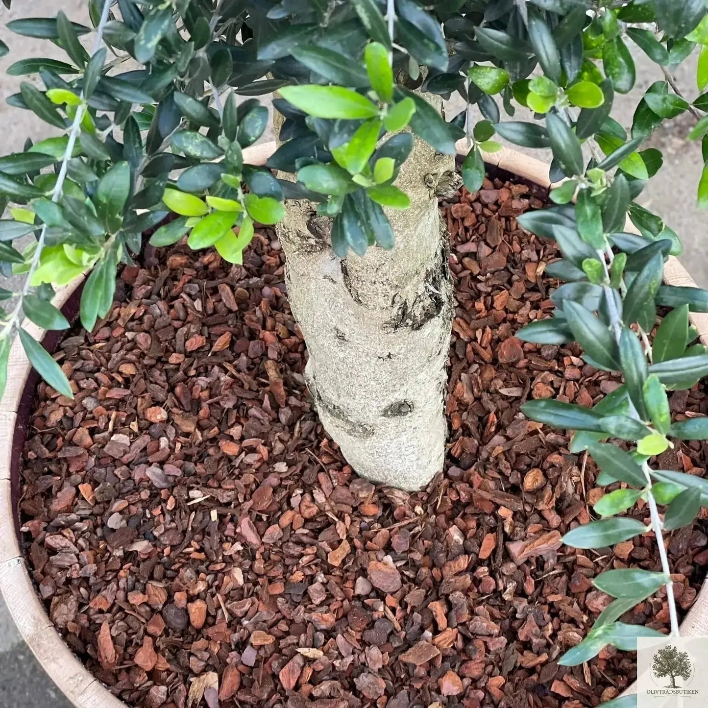 Olivträd formklippt - planterat i kruka - Höjd 200 cm Olivträdsbutiken