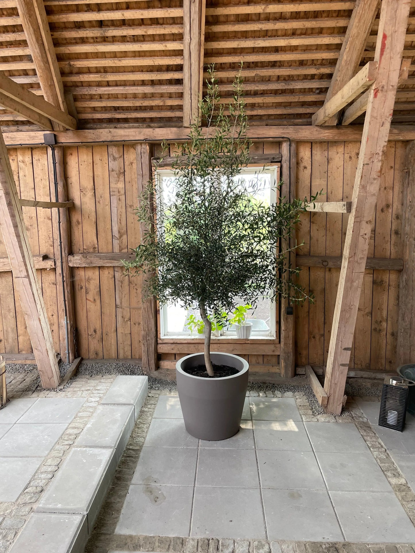 Olivträd Olea Europaea 8 år - Small Olivträdsbutiken
