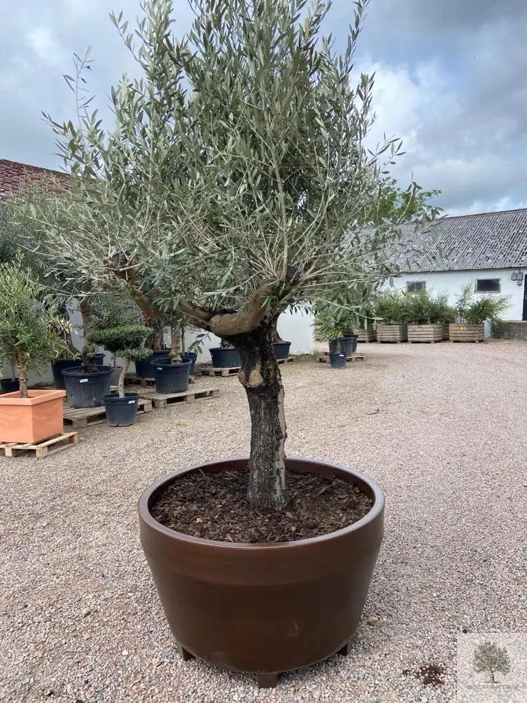 Planting av trær i potter Medium Olive Tree Shop