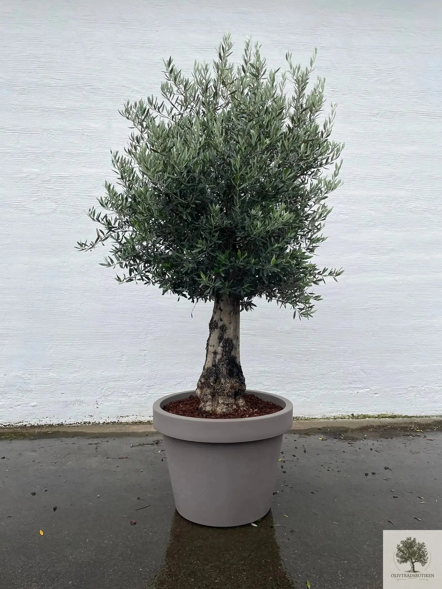 Olivträd 150 år planterat i kruka Olivträdsbutiken
