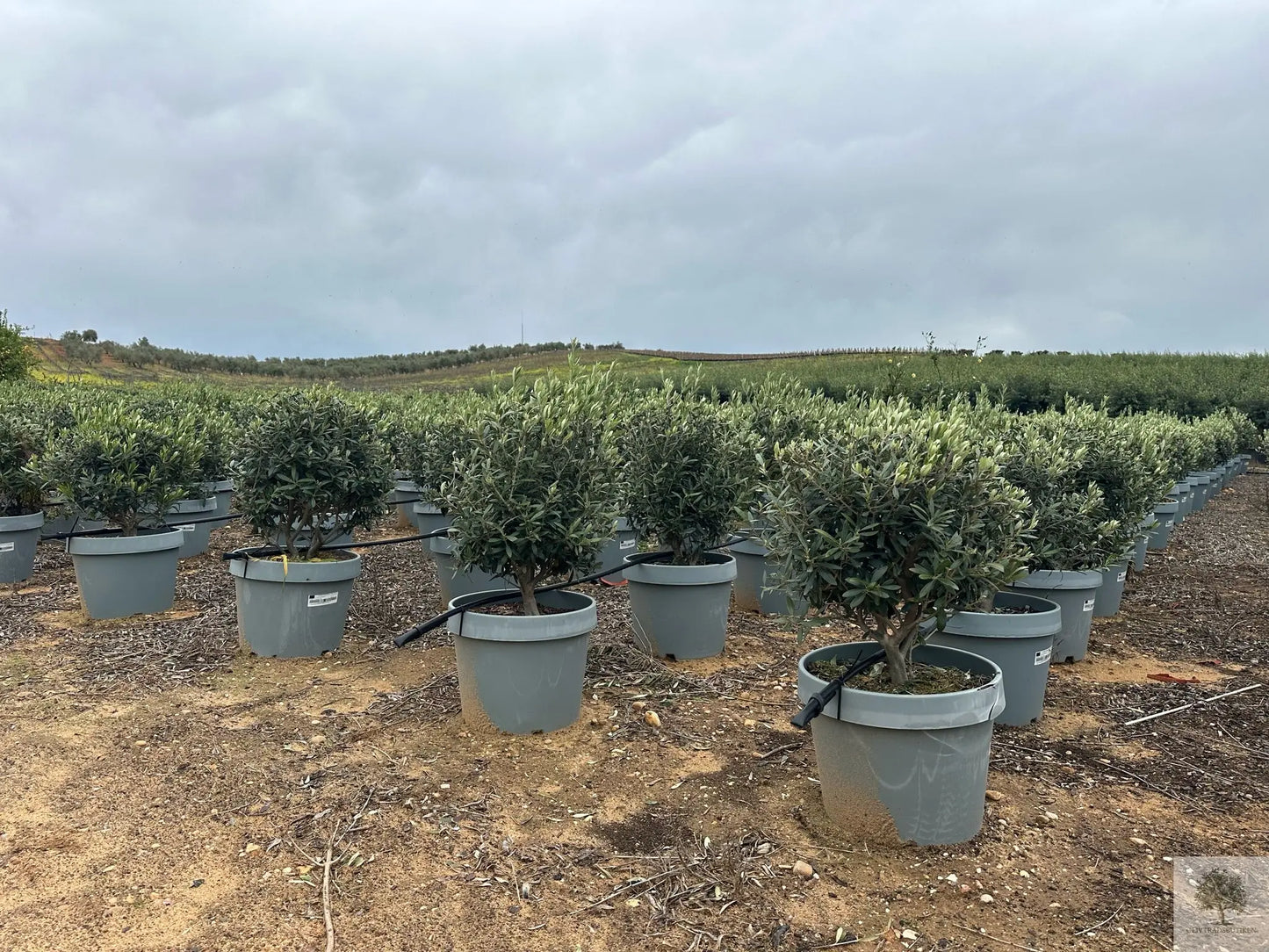 Olivträd buske - Olea Europaea Olivträdsbutiken