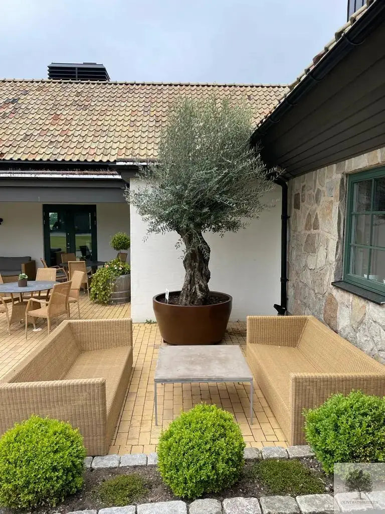 Stor Kruka Jumbo 160 - diameter 160 cm Olivträdsbutiken