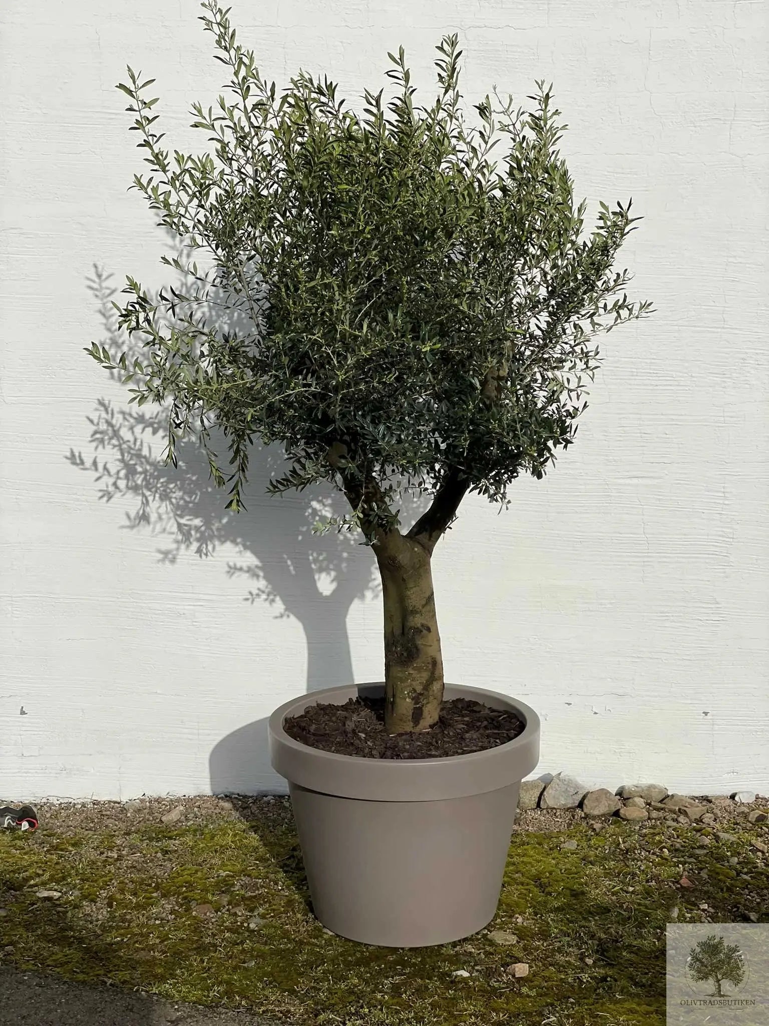 Olivträd Olea Europaea 40 år - Medium Olivträdsbutiken