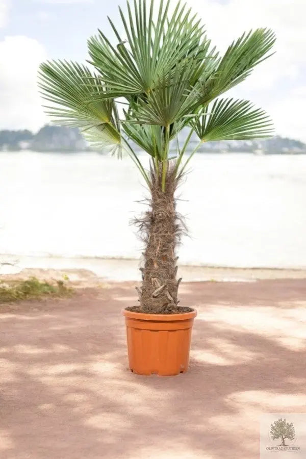 Oliventre 25 år gammelt plantet i en halv vinfat - Høyde 200 cm (kopi) Oliventrebutikk