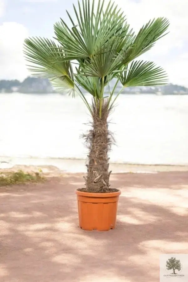 Vindmøllepalme - Trachyarpus Fortunei - 210 cm oliventrebutikk