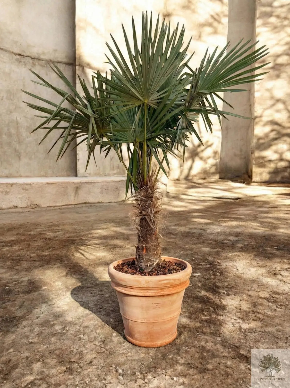 Väderkvarnspalm - Trachyarpus Fortunei - 180 cm