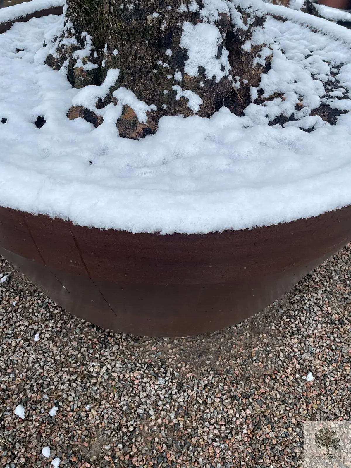 Vinterförvaring Olivträdsbutiken