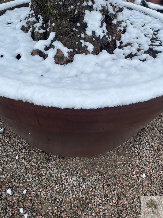 Vinterförvaring Olivträdsbutiken