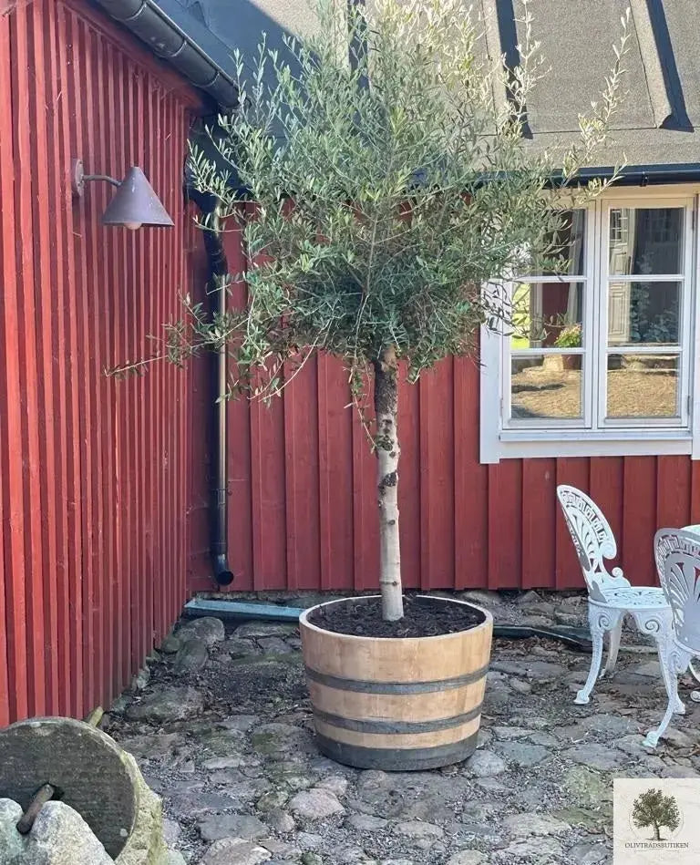 Halv vintunna i ek (2,5 cm gods) 80 x 50 cm Olivträdsbutiken