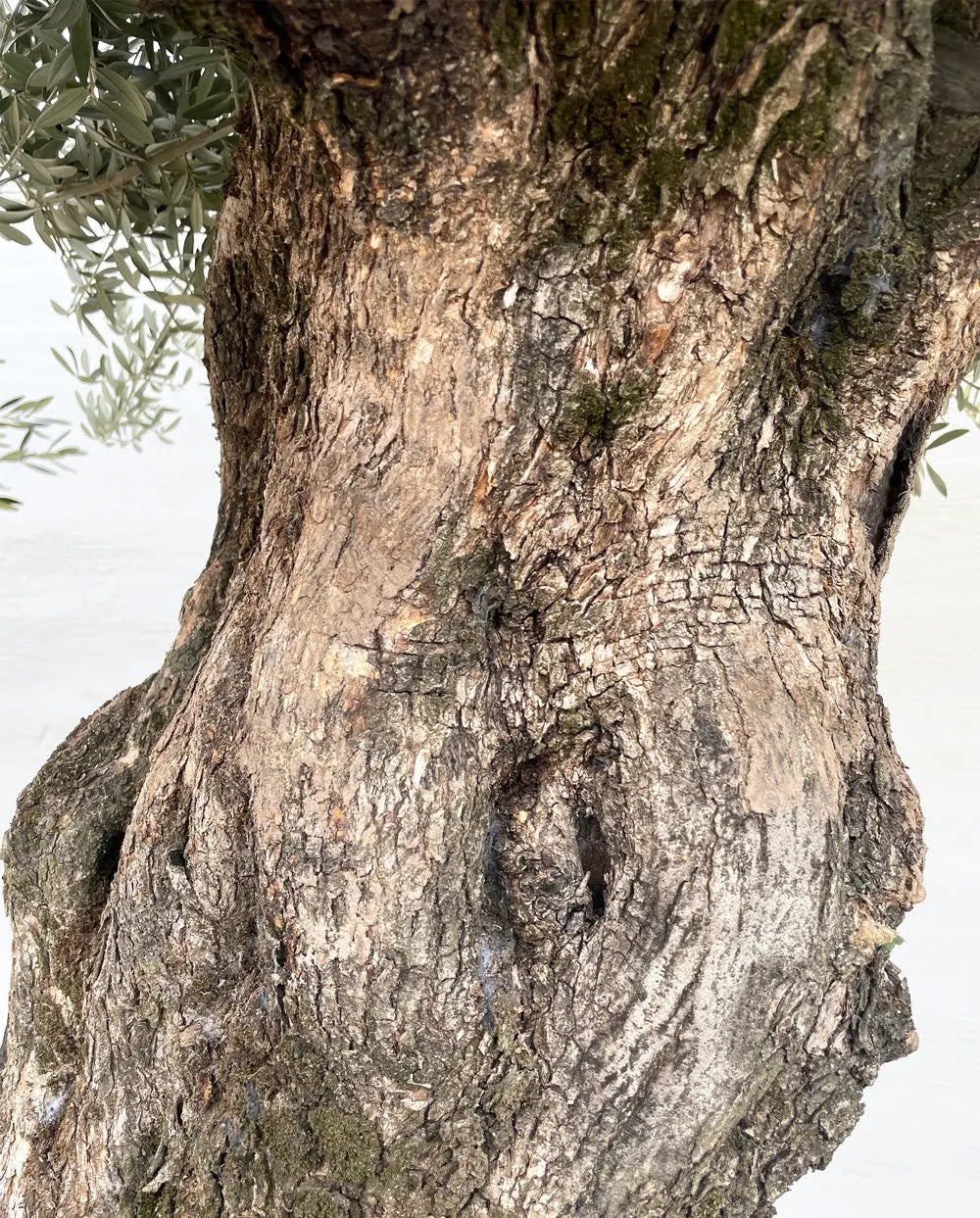 Olivträd Olea Europaea 150 år - Large Olivträdsbutiken