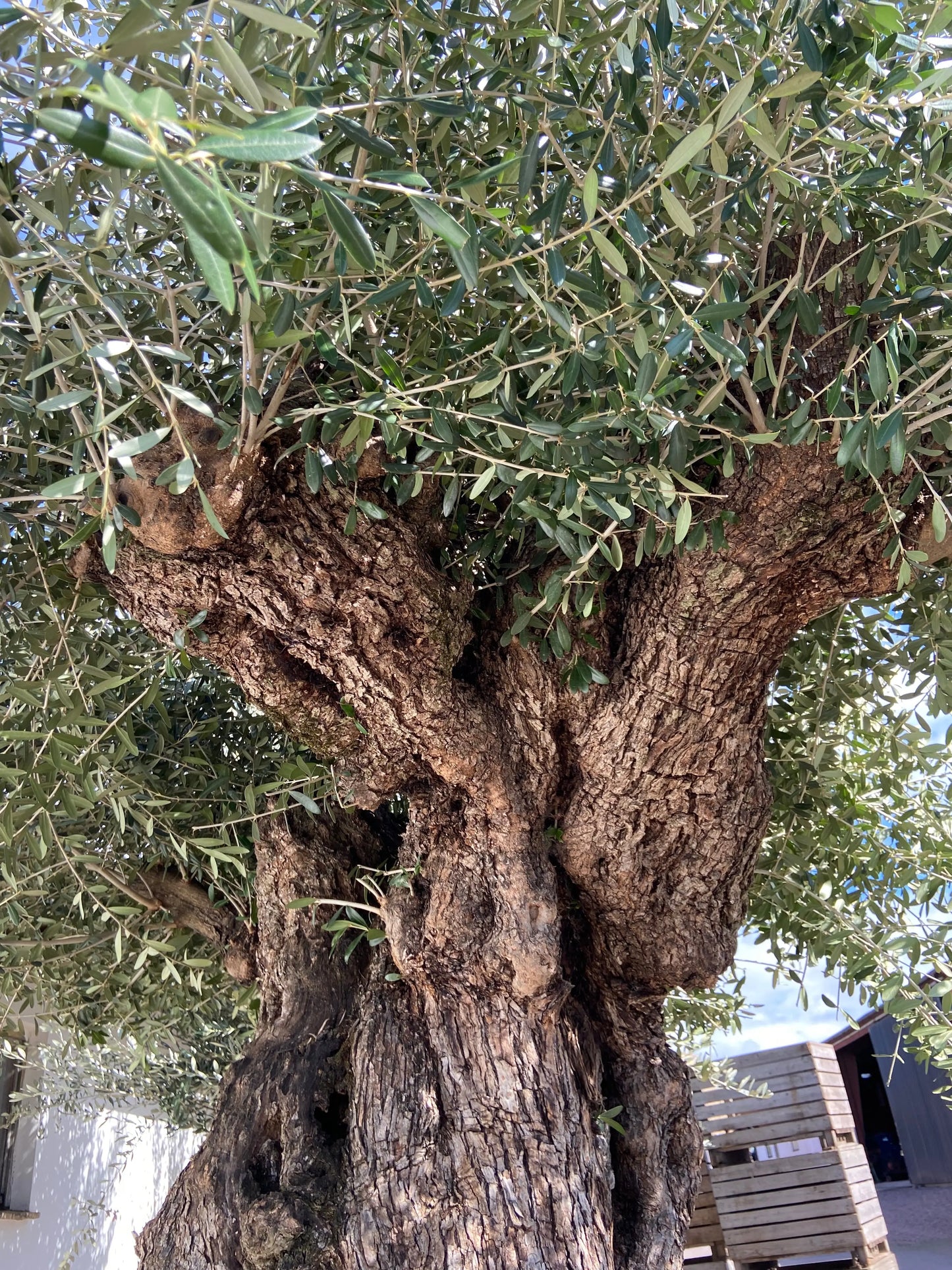 Olivträd Olea Europaea #2305 Olivträdsbutiken