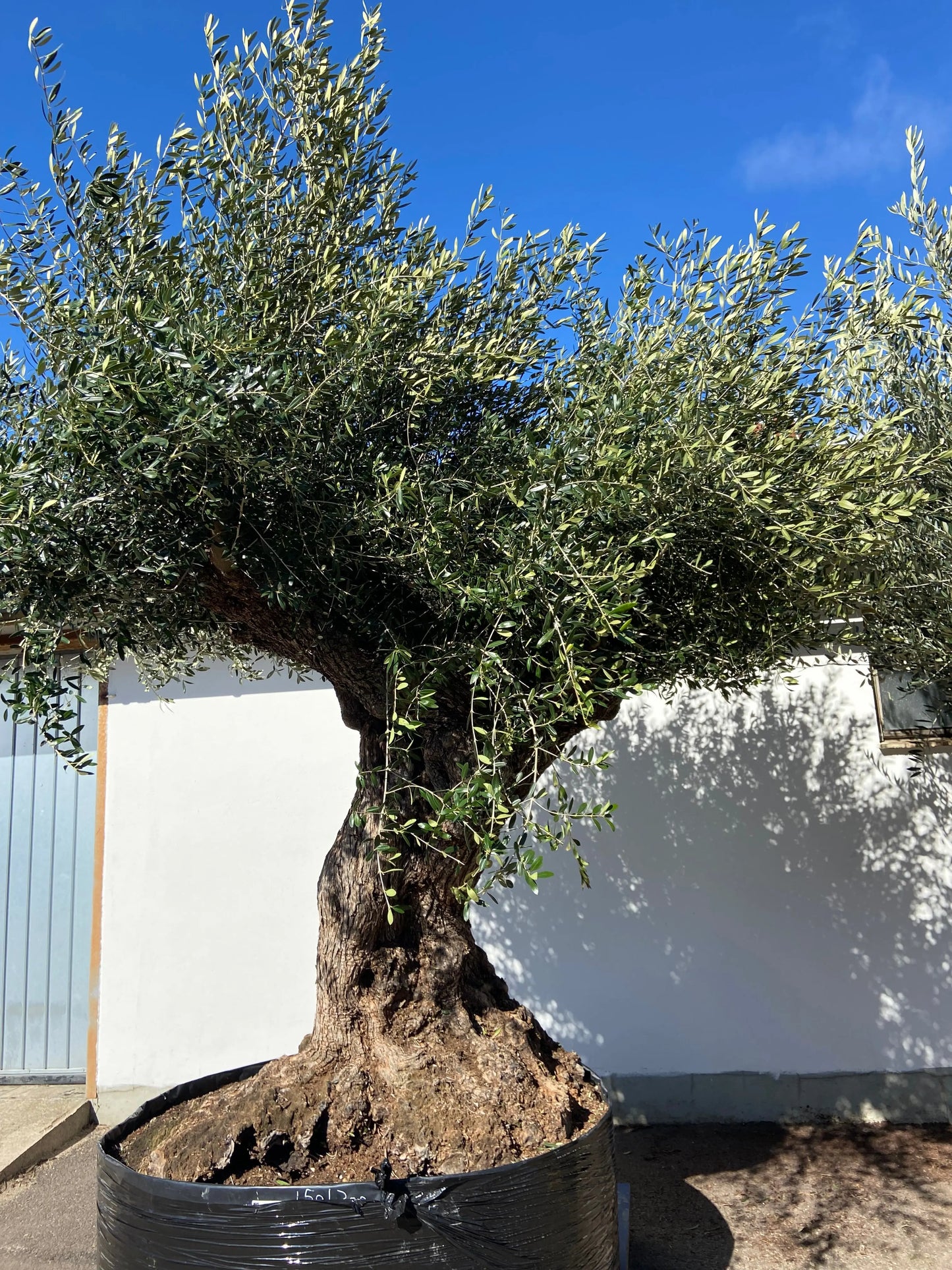 Olivträd Olea Europaea #2305 Olivträdsbutiken