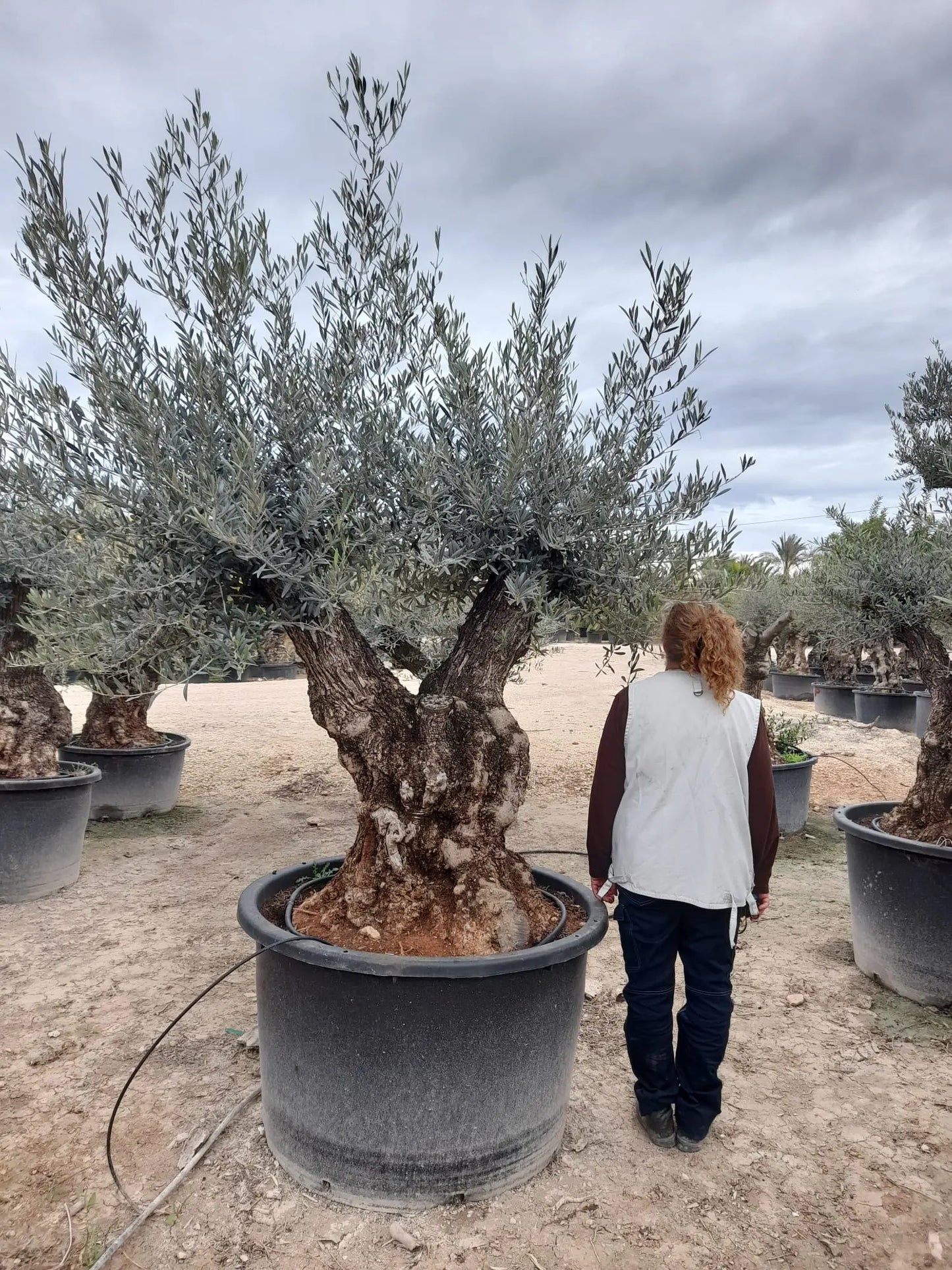 Olivträd Olea Europaea 100 år - Large "Pata" Olivträdsbutiken