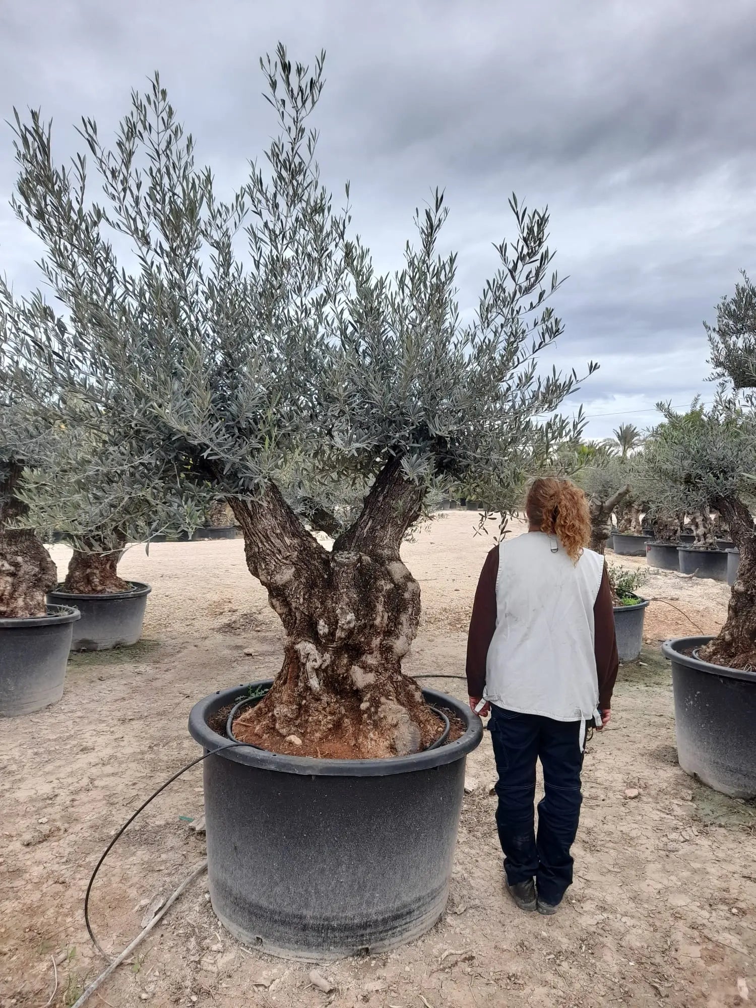 Olivträd Olea Europaea 100 år - Large "Pata" Olivträdsbutiken
