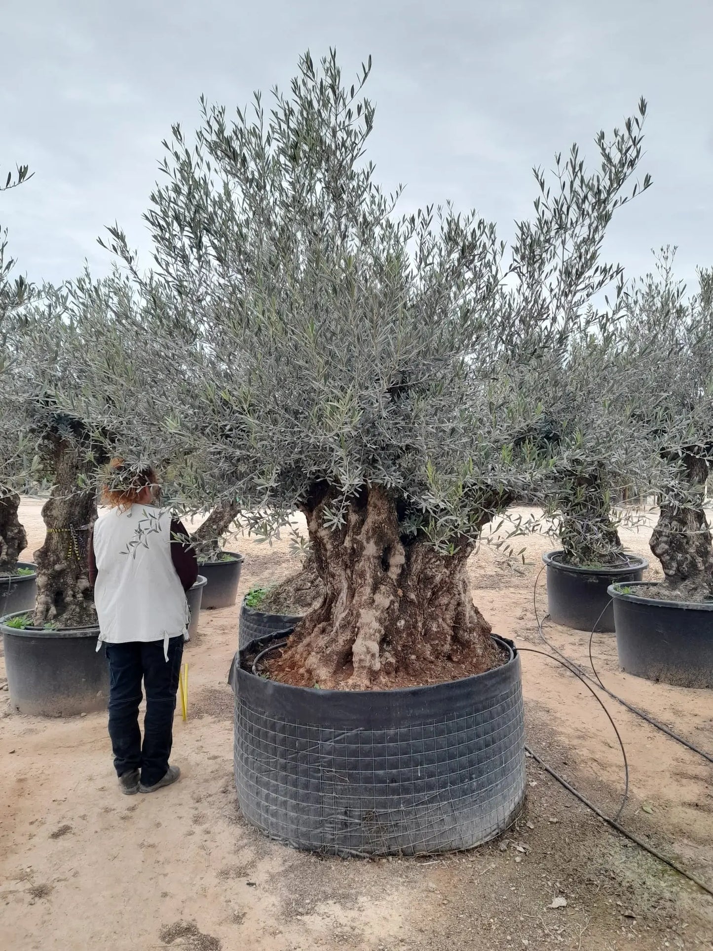 Olivträd Olea Europaea 180 år - XL "Pata" Olivträdsbutiken
