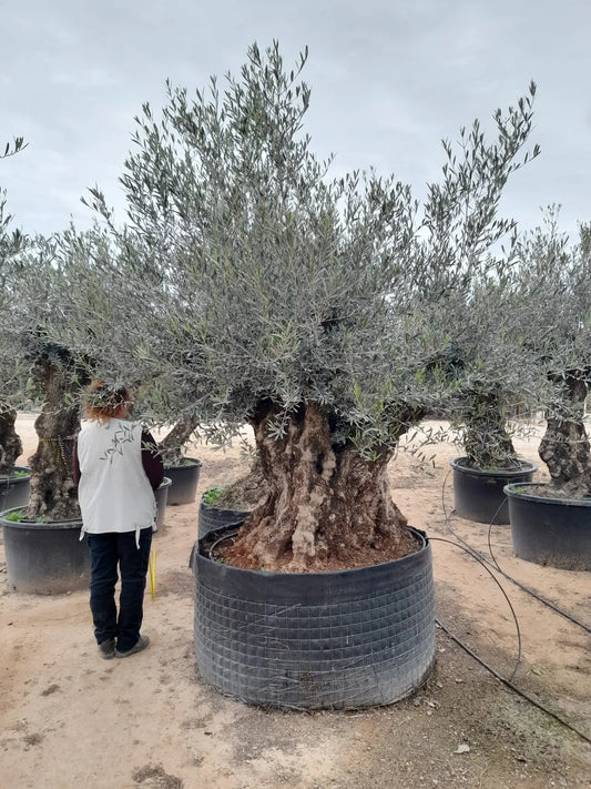 Olivträd Olea Europaea 180 år - XL "Pata" Olivträdsbutiken