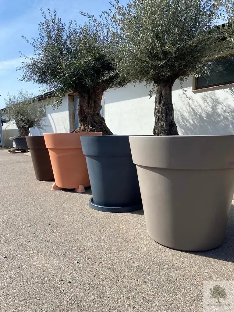 Stor Kruka Lira Elite - diameter 50 cm Olivträdsbutiken