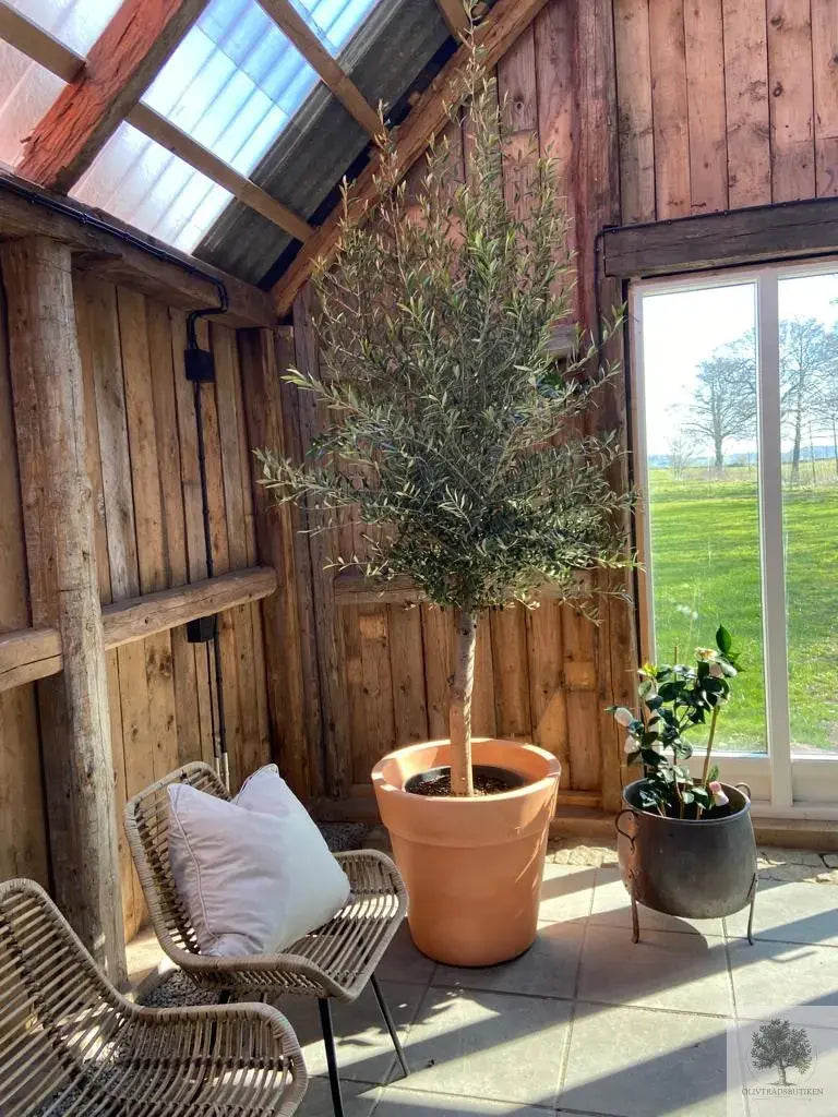 Stor Kruka Lira Elite - diameter 50 cm Olivträdsbutiken