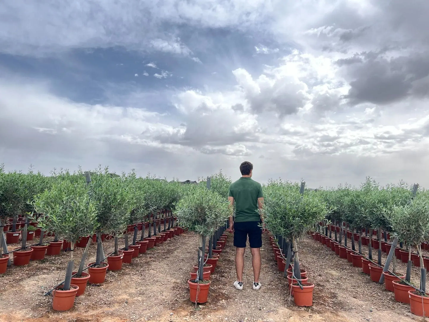 Olivträd Olea Europaea 5 år - Small Olivträdsbutiken
