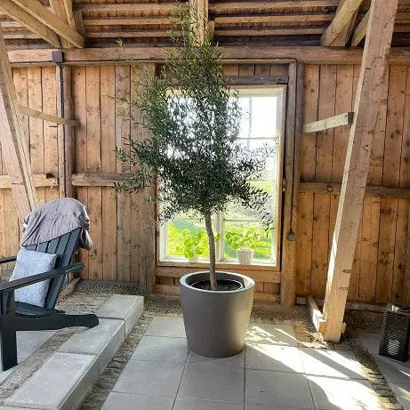 Olivträd Olea Europaea 10 år - Small Olivträdsbutiken