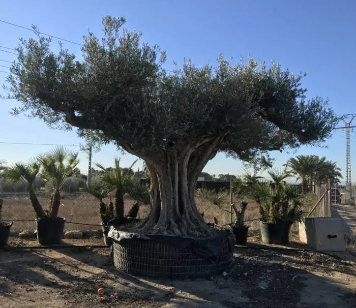 Olivträd Olea Europaea "Regional Alicante" 400 år Olivträdsbutiken