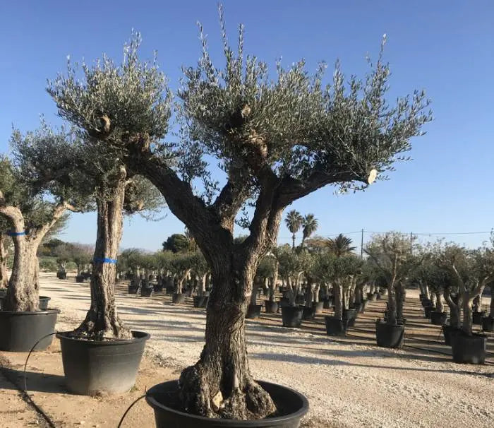 Olivträd Olea Europaea "Regional Alicante" 400 år Olivträdsbutiken