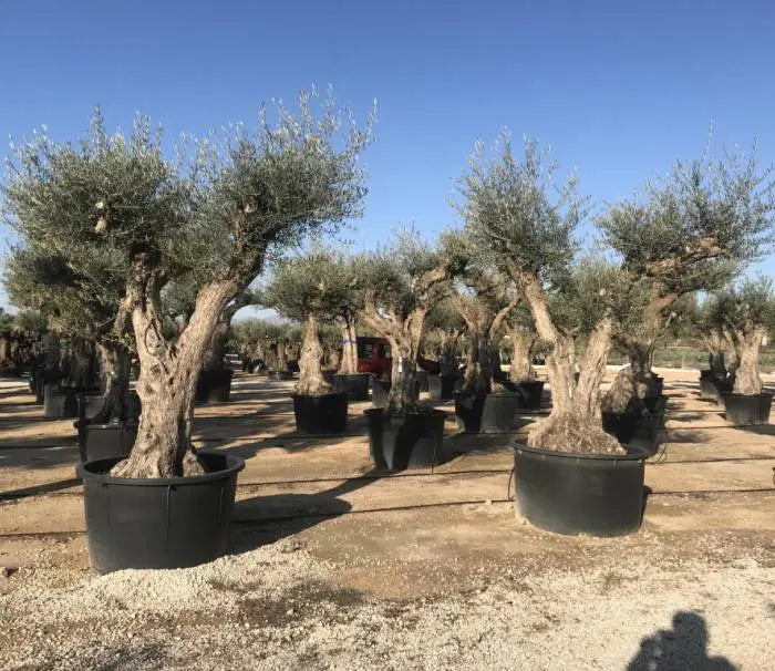 Olivträd Olea Europaea "Regional Alicante" 400 år Olivträdsbutiken