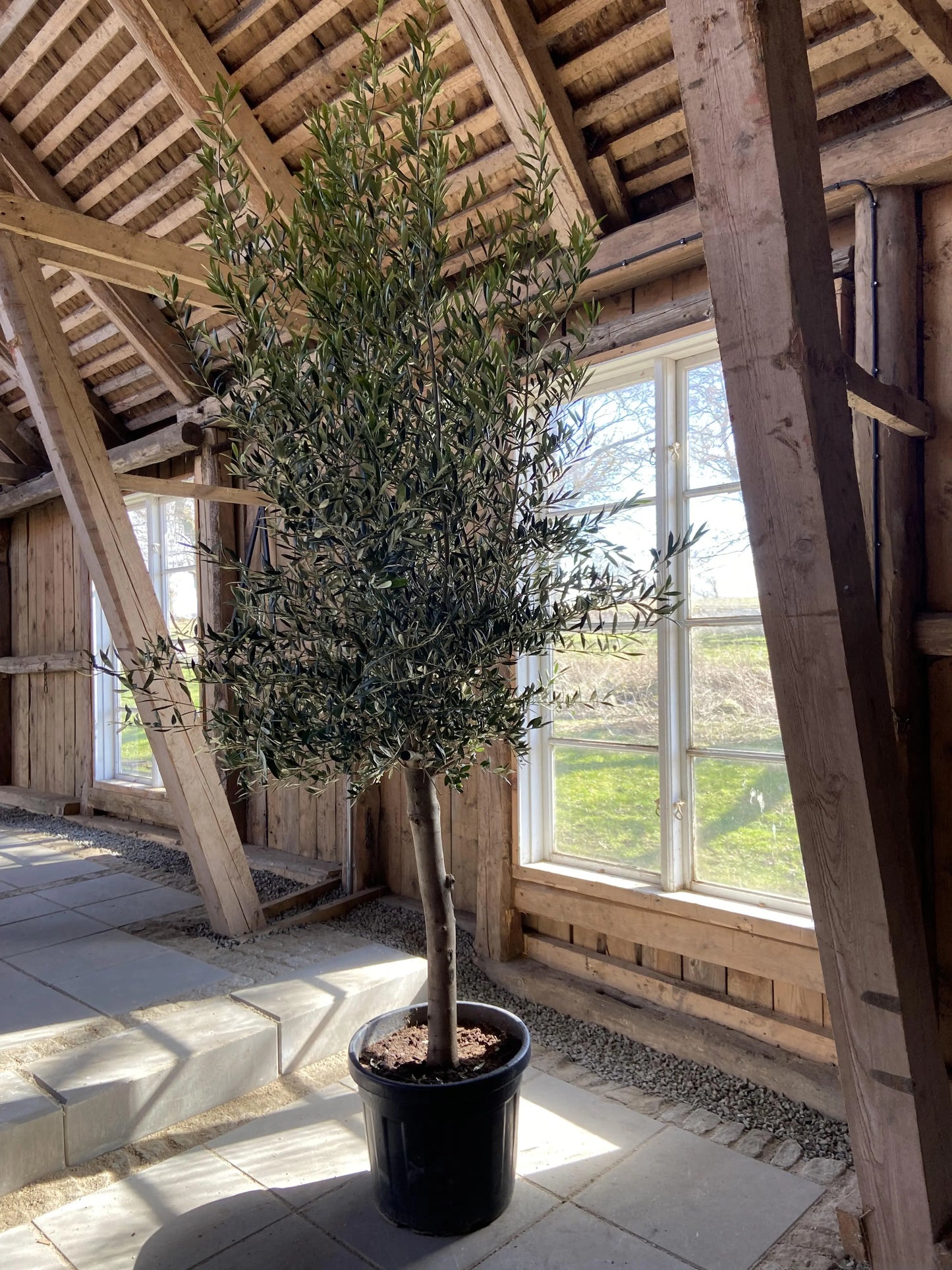 Olivträd Olea Europaea 10 år - Small Olivträdsbutiken