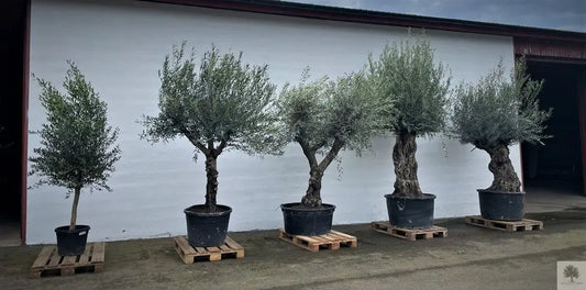 Leverans-av-500-olivträd-i-olika-storlekar Olivträdsbutiken